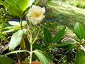 vignette Nerium oleander luteum flore pleno aux fleurs doubles parfumées au 23 06 21