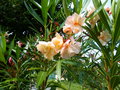 vignette Nerium oleander Provence gros plan au 21 07 21