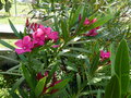vignette Nerium oleander Claudia au 23 06 21