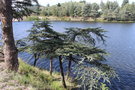 vignette Cedrus atlantica var. glauca (Lac du Ternay, Ardèche)