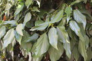 vignette Hedera colchica 'Arborescens' (Chtillon en Diois, Drme)