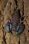 vignette Scorpion (Liocheles neocaledonicus)