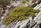 vignette Juniperus communis (Mont Gerbier de Jonc, Ardche)