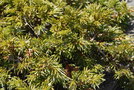 vignette Juniperus communis (Mont Gerbier de Jonc, Ardèche)