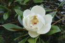 vignette Magnolia grandiflora 'Montreux'