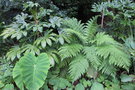 vignette Massif de plantes subtropicales