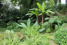 vignette Massif de plantes subtropicales