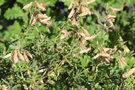 vignette Ononis fruticosa /Fabaceae / Ouest du bassin mditerranen