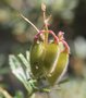 vignette Ononis fruticosa /Fabaceae / Ouest du bassin méditerranéen