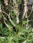 vignette Persicaria amplexicaulis 'Alba' - Persicaire blanche