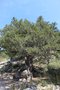 vignette Juniperus thurifera