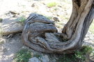 vignette Juniperus thurifera