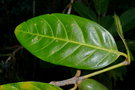 vignette Atractocarpus ngoyensis