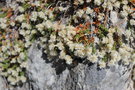 vignette Paronychia argentea / Caryophyllaceae / Europe mridionale, Asie occidentale, Afrique du nord