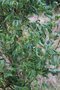 vignette Acer platanoides 'Laciniatum'