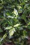 vignette Ilex aquifolium 'White Cream'