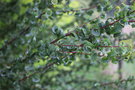 vignette Salix babylonica 'Crispa'