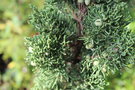 vignette Juniperus chinensis 'Robusta Green'