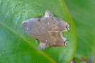 vignette Papillon (Macaduma sp.)