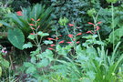 vignette Salvia tubiflora
