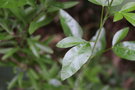 vignette Heteromorpha arborescens / Apiaceae / Afrique du Sud