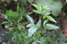 vignette Heteromorpha arborescens / Apiaceae / Afrique du Sud