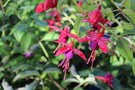 vignette Fuchsia 'Lady Boothby'