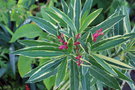vignette Nerium oleander 'Variegatum'