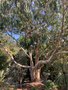 vignette Eucalyptus camaldulensis