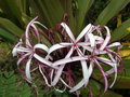 vignette Crinum amabile