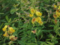 vignette Crotalaria retusa