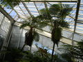 vignette Cyathea sp