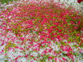 vignette Aprs la grle le rosier en fleur au sol