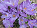 vignette Crocus sativus ?