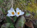 vignette Crocus vernus subsp albiflorus ?