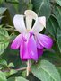 vignette Fuchsia 'Blue Sarah'