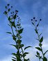 vignette Helianthus tuberosus - Topinambour