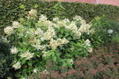 vignette Hydrangea paniculata 'Le Vasterival' (= Great Star)