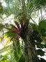 vignette Bromeliace epiphyte au parc Phoenix de Nice
