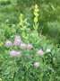 vignette Pulsatilla alpina apiifolia, Grand-Bornand