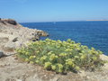 vignette Crithmum maritimum