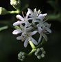 vignette Heptacodium miconioides