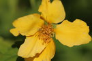 vignette Kerria japonica 'Aureovitata'