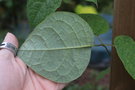 vignette Sinofranchetia chinensis