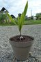 vignette butia paraguayensis x syagrus romanzzofiana