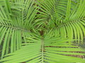 vignette Cycas rumphii