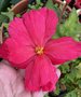 vignette Begonia  tuberosa - Bgonia tubreux