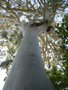 vignette Eucalyptus dorrigoensis