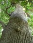 vignette Quercus canariensis