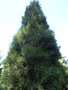 vignette Cupressus chengiana  'Chengiana'